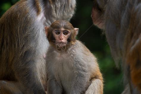 猴子|摄影|宠物摄影|SloanWANG - 原创作品 - 站酷 (ZCOOL)