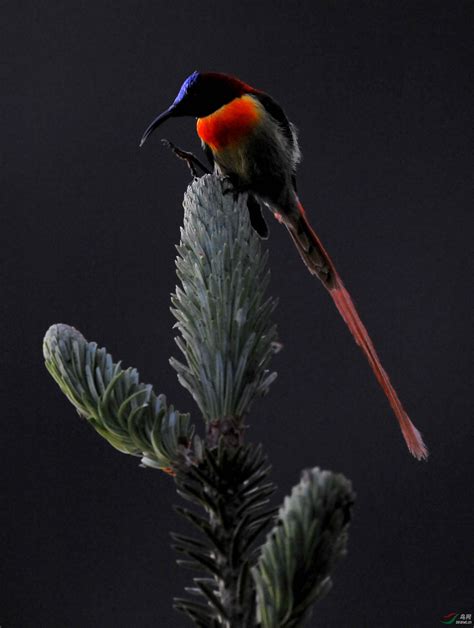 夏天树枝上的观鸟高清图片下载-正版图片600246205-摄图网