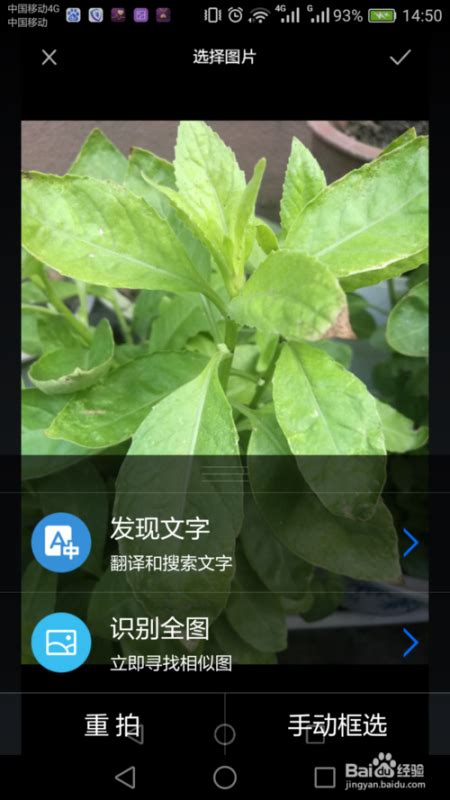怎样用手机扫一扫识别植物 可以上网植物图片方法/步骤遇