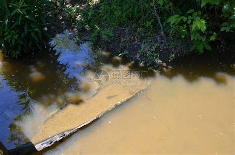 在浑浊的河流或池塘或湖水中的牛蛙蝌蚪高清图片下载-正版图片504394446-摄图网