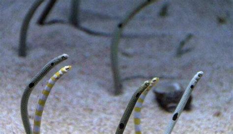 你见过长着一张大嘴的深海怪鱼吗，吞噬鳗它有什么神奇之处？_腾讯视频