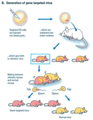 这些肿瘤免疫小鼠模型，别说你不知道 - 肿瘤医学讨论版 -丁香园论坛