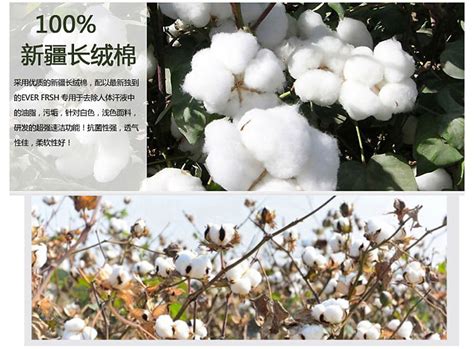 棉花宝宝图片