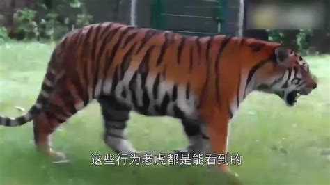 动物园为防止老虎逃跑，策划了一出好戏，老虎的反应太逗了！_腾讯视频