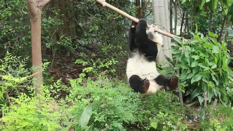 实拍大熊猫爬树进退两难：掉下来的一瞬间，人群一阵欢呼