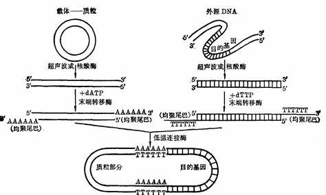 机器学习的定义和主要步骤