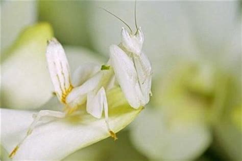 科学网—兰花螳螂欣赏（一） - 黄安年的博文