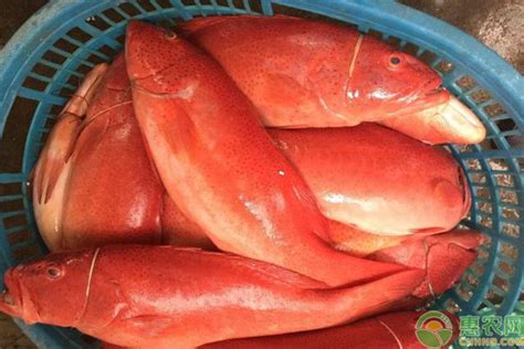 石斑鱼品种价格多少钱一斤？各种石斑鱼价格表 - 惠农网