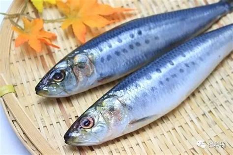 沙丁鱼的营养价值,吃鲱鱼的好处_健康大百科