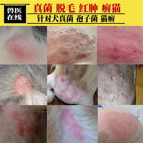 破脸狗图片