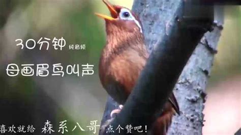 画眉鸟鸟友福利：30分钟纯音频清晰响亮的母画眉鸟叫声（1）_腾讯视频