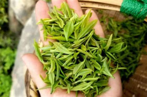 绿茶的干茶形态_绿茶的干茶形态特征 - 茶叶文化 - 金档茶百科