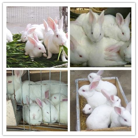 养兔子的利润有多少最好养的种兔养殖_中科商务网