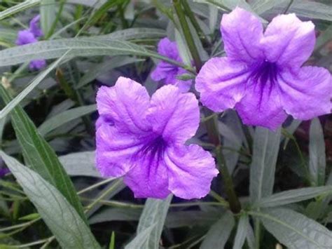 翠芦莉/翠芦莉_[标签:标题1]