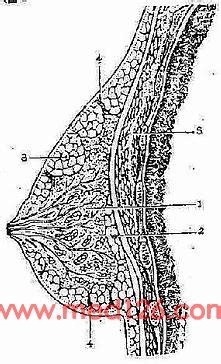 乳腺解剖生理概要临床表现诊断治疗方法,普通外科学手术治疗