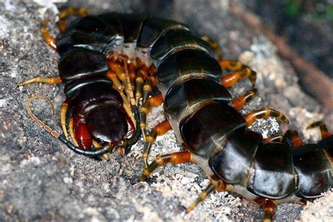 比蜈蚣毒性更大的节肢动物石蜈蚣 长得酷似蜈蚣毒性大