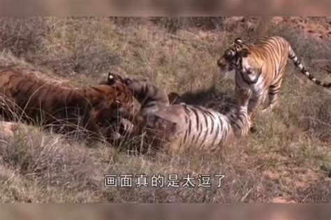 两只老虎打架，旁边还有个“吃瓜群众”，网友：看热闹不嫌事大_群众_老虎_网友