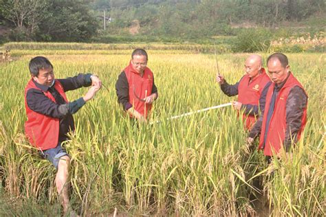 他培育的水稻不一般，已累计推广超400万亩 | 共话番禺丰收季