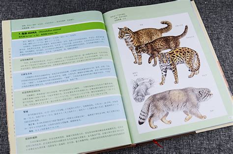 《世界陆生食肉动物大百科》 - 淘书团