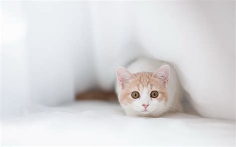 高清猫咪壁纸大全(3)-猫猫萌图-屈阿零可爱屋