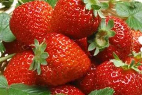 草莓种植技术｜草莓的三种茎特点及作用