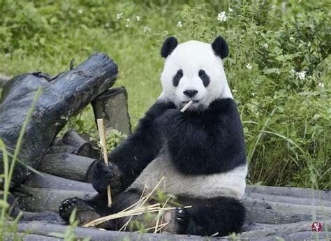 大熊猫发现和定为“国宝”的经过_容膝室主_新浪博客