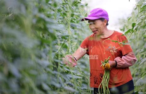 江西定南：蔬菜丰收 农民增收-人民图片网
