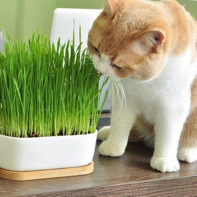 原来猫草就是小麦苗，猫咪适当吃草健身，过度吃草伤身_过猫
