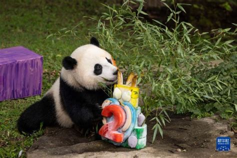 旅美大熊猫幼崽“小奇迹”两岁了_荔枝网新闻