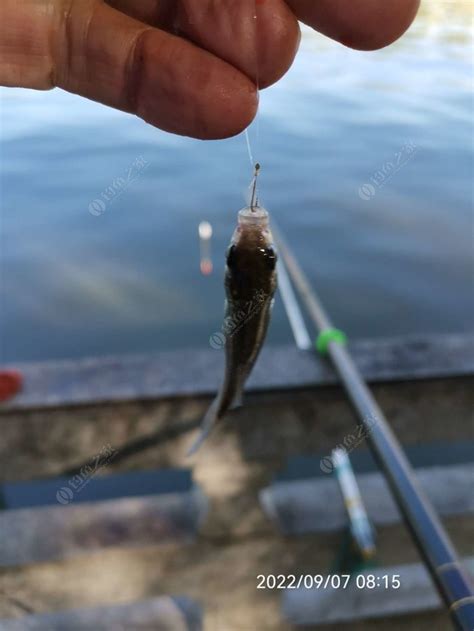 秋季垂钓黑鱼的天气、钓点和饵料技巧