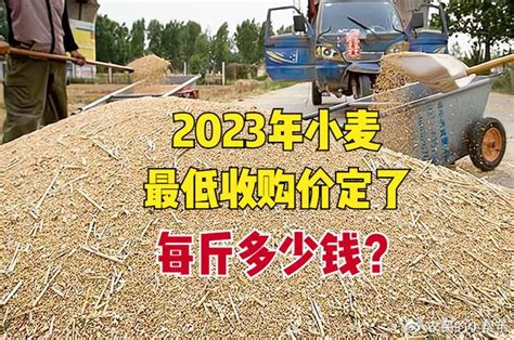 2023年小麦最低收购价已定，涨了还是跌了？每斤多少钱？__财经头条