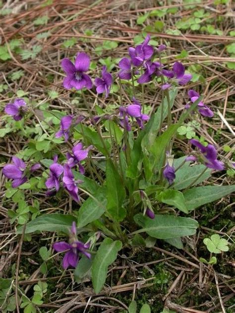 鲜花常识:紫花地丁的功效及作用，快来了解一下吧_好花网
