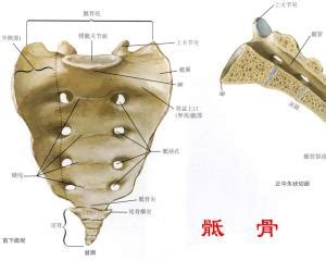 人体骨盆解剖图-人体解剖图,_医学图库