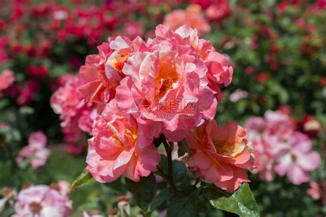 春天心花园里闪耀着美丽的玫瑰花朵爱高清图片下载-正版图片307832634-摄图网