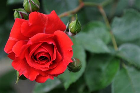 送玫瑰花数量的含义 不同朵数的玫瑰花代表什么_百科知识_学堂_齐家网