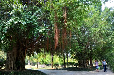 广西三江发现1300年的榕树王，树冠面积达2.3亩，需10人方可合抱 - 知乎