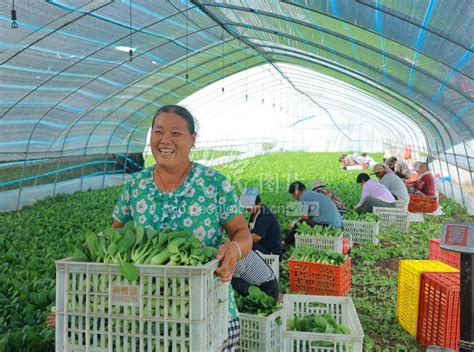 安徽亳州：收获小青菜供应市场-人民图片网