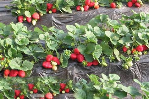 重庆冬季摘草莓的地方推荐 这8个周边草莓基地值得一去_旅泊网