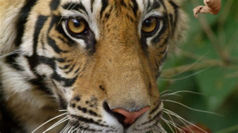 老虎是非常美丽而强大的猫科动物，但因为人类而面临灭绝的危险！_腾讯视频