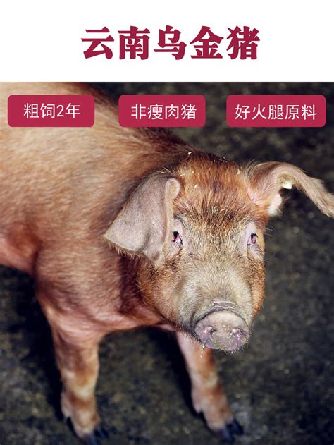 云南土猪品种,云南黑猪品种,云南土猪_大山谷图库