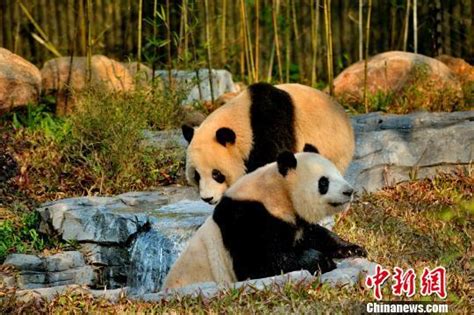 大熊猫_动物明星_江苏灵玲旅游文化有限公司