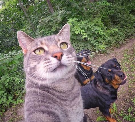 非主流猫猫自拍头像