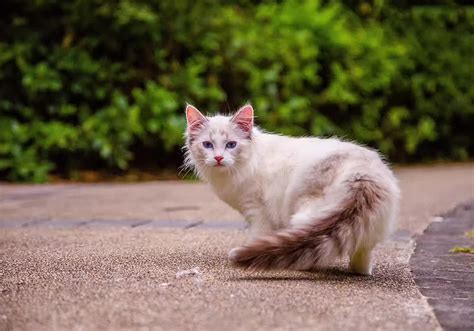 猫咪咪图片