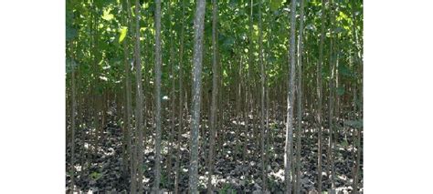 速生杨适合在什么地方种-种植技术-中国花木网