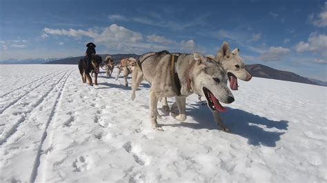 温度白色的运输冬天拉雪橇的狗冬天拉雪橇的狗高清图片下载-正版图片308008629-摄图网