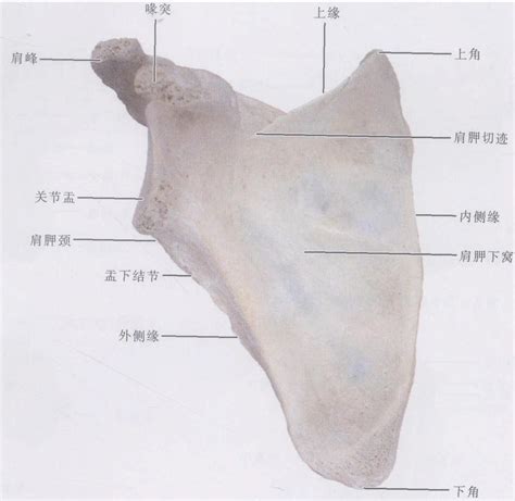 肩胛骨位置示意图图片