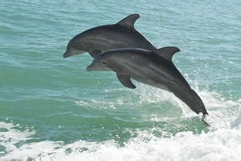 海豚用叫声给自己取“名字” —论文—科学网