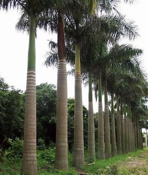 福建大王椰子价格批发8米高 - 花木网