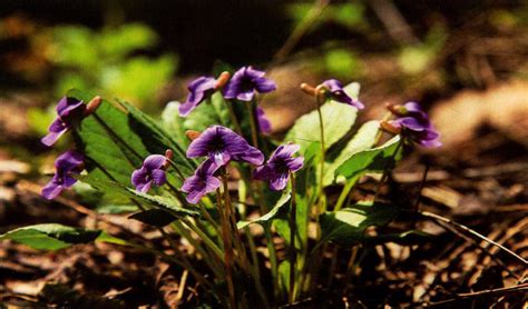 紫花地丁有什么作用怎么种植?-绿宝园林网