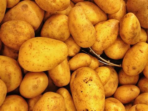 土豆为什么叫马铃薯？知道真相的你估计不想再吃土豆了_西班牙人